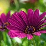 Osteospermum ecklonis Квітка