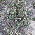 Atriplex suberecta Habit