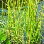 Juncus effusus List
