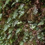 Hymenophyllum tunbrigense Характер