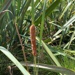 Typha orientalis 果實