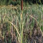 Typha latifolia Агульны выгляд