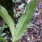 Lacunaria crenata Лист