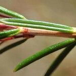 Erica vagans Kaarna