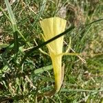 Narcissus gigas Flor