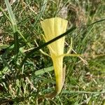 Narcissus gigas Flower