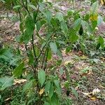 Capsicum pubescens Hoja