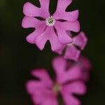 Silene scabriflora Flower