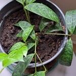 Aeschynanthus longicaulis Leaf