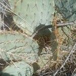 Opuntia engelmannii Fuelha