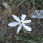 Narcissus serotinus 花