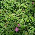 Dissotis rotundifolia Хабит