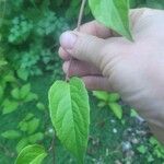 Schisandra chinensis Fulla