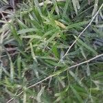 Asparagus falcatus Foglia