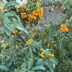 Pyracantha crenulata Φύλλο