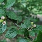 Cotoneaster acutifolius Інше