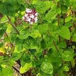 Origanum majorana Leaf