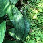 Calanthe triplicata Leaf