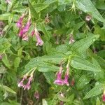 Jasminum beesianum Bloem