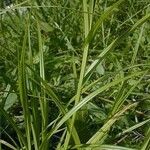Carex tribuloides Hábito