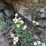 Saxifraga pentadactylis Flower