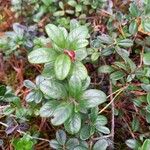 Vaccinium vitis-idaea叶