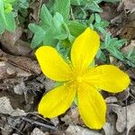 Hypericum cerastoides Blodyn