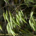 Bromus commutatus Fruit