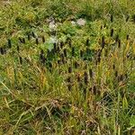 Phleum alpinum Habit