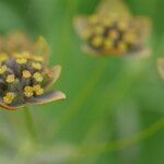 Bupleurum longifolium 花