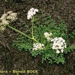 Laserpitium gallicum Habit