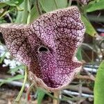 Aristolochia grandiflora Flors