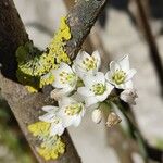 Nothoscordum gracile 花