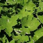 Geranium renardii Leaf