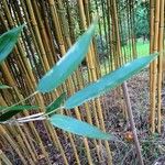 Phyllostachys aureosulcata Φύλλο