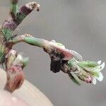 Polygonum equisetiforme Blüte