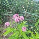 Asclepias incarnataFlower