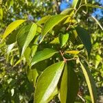 Stewartia monadelpha 葉