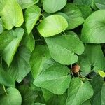 Aristolochia macrophyllaBlad