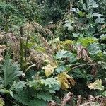 Heracleum sosnowskyi Habitus