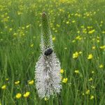 Plantago maxima Flor