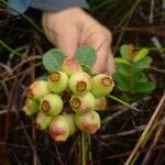 Syzygium ngoyense Fruto