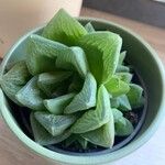 Haworthia cymbiformisFolha