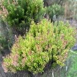 Erica azorica Fuelha