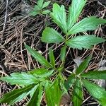 Cardamine bulbifera Leaf