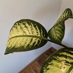 Dieffenbachia seguine List