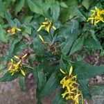 Senecio ovatus Flower