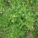 Thesium linophyllon Flower