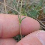 Helianthemum italicum 葉