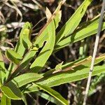 Boscia integrifolia ᱥᱟᱠᱟᱢ